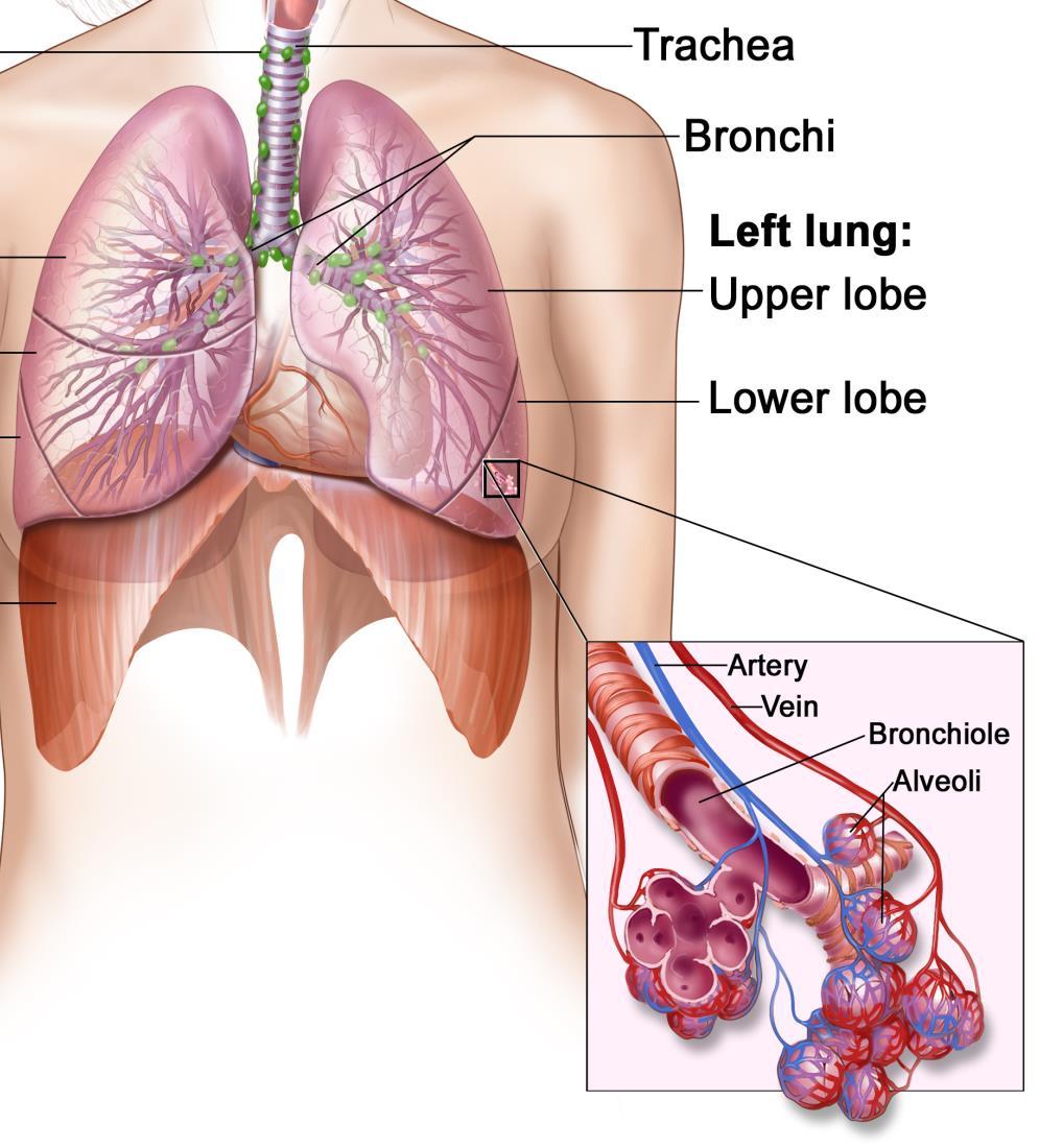 Lower Respiratory Tract 7. Bronchi: At about armpit-level, the trachea branches into two bronchi.