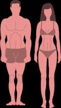 Waist: Hips: Left Thigh: Right Thigh: Left Arm: Right Arm: Left Calf: Right Calf: Neck: