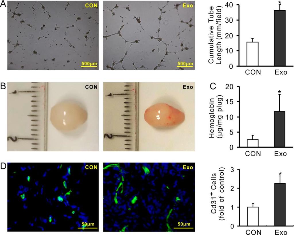 Exosomes derived from MSCs promote angiogenesis Tube-like structure formation of HUVECs Tube lenght was significantly longer in HUVECs treated with exosomes In vivo Matrigel plug assay Control