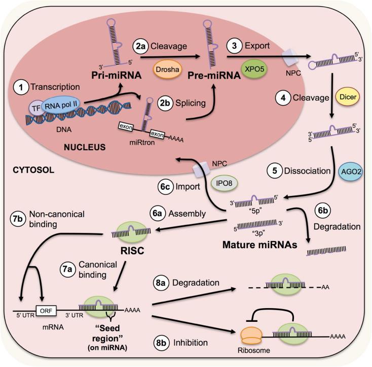 mirnas Small non-coding RNAs (containing about 18-22 nucleotides) Regulate gene expression on the post-transcriptional level by binding to specific mrna and inducing their degradation translational