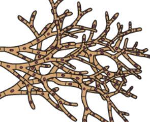 e. The difference between pseudohyphae and real hyphae is that pseudohyphae have no septation (only constriction) and have fragile cell walls Drawing of a septate mold 3. Dimorphic Fungi: a.