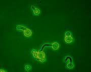 Germ tubes (hyphae, 37 are