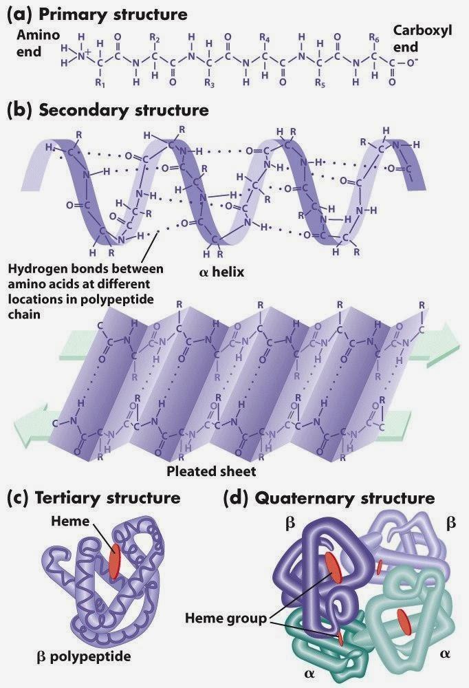 Structures of Protein Primary Peptide Bonds Secondary Hydrogen Bonds