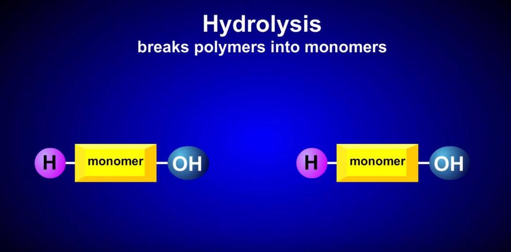 Synthesizing and Breaking Down Polymers Synthesizing (Forming) monomers connect covalently through the lost of a