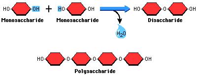 between to monosaccharide sugar