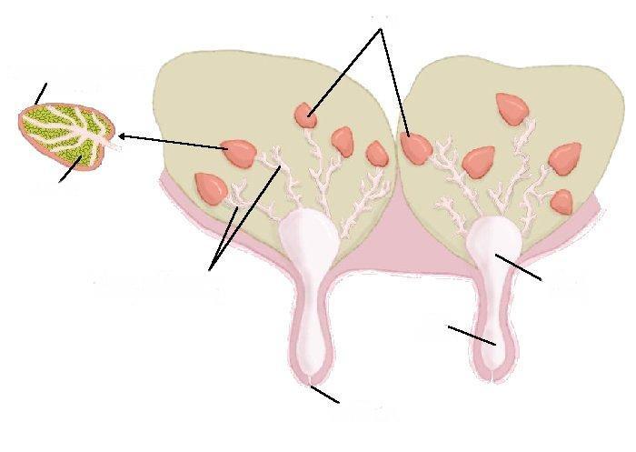 Anatomy of the Mammary Gland Lobule which contains Alveoli COW Lobe Alveoli Synthesis of Milk Primary and Secondary Ducts (Non-secretory) Cow: 4 Glands 1 gland/teat Ewe & Doe: