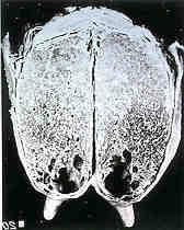 Anatomy of the Mammary Gland COW Alveolia Gland Cistern