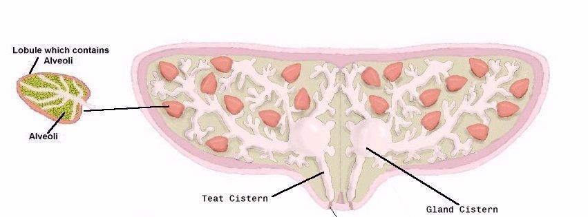 Mammary Gland of Sow and Mare Teat Cistern Streak Canal Gland