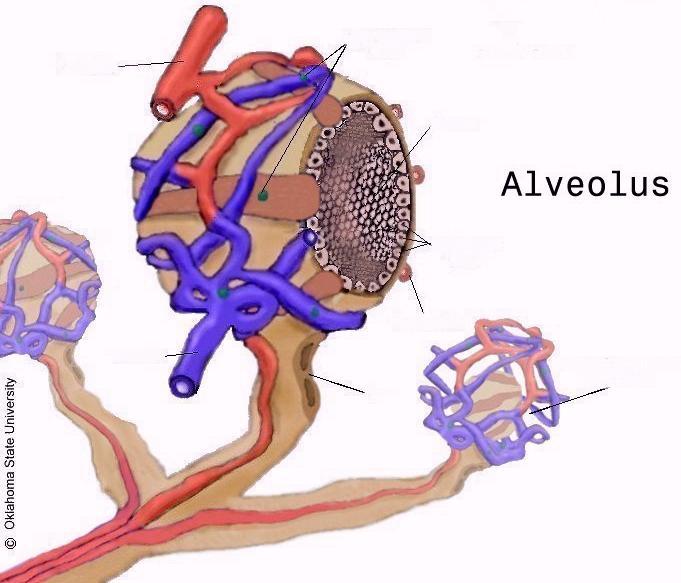 Alveoli Bloodflow is very important Brings substrates for milk production 500 liters of