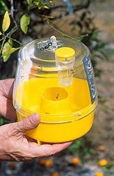 Use Since it is a non-sticky trap design, it has a virtually unlimited catch capacity and very long field life.