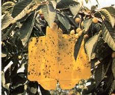 Establishment of pest free areas for fruit flies (Tephritidae) - Appendix 1 ISPM 26 Use These traps can be used as visual traps alone and baited with TML, spiroketal or ammonium salts (ammonium