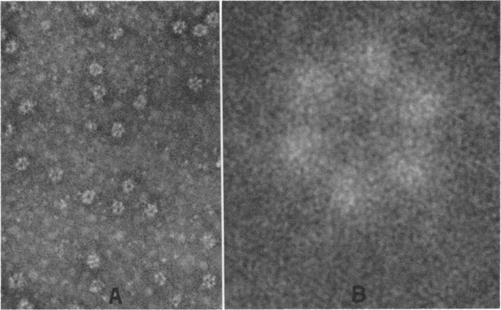 VOL. 65, 1970 BIOCHEMISTRY: WIELAND AND SIESS 949 FIG. 1.-Electron micrographs of the PDH-complex from pig heart muscle. (A) A droplet from a gradient fraction (0.4 mg protein/mi, spec. act. 3.