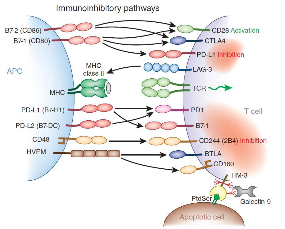 Multiple Immuno-Inhibitory Pathways Regulate T-cell Tolerance and T-cell Exhaustion Potent ability to limit T-cell function Numerous