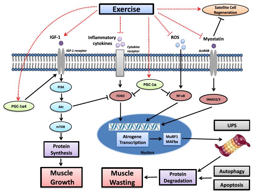 Interventions for Sarcopenia [Bowen.