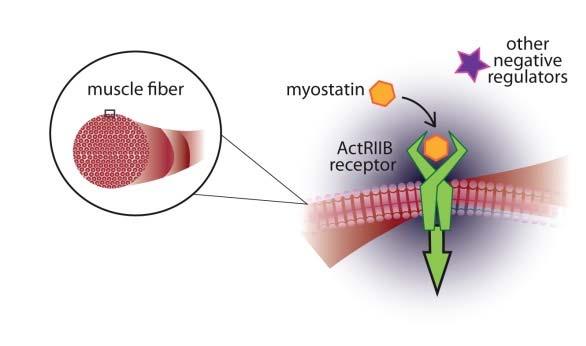 Myostatin Antagonists Myostatin (Growth Differentiation Factor 8, GDF 8) A member