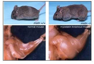 Myostatin null mice have twice the muscle mass of normal mice Increased