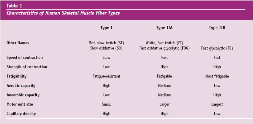 General Facts of Skeletal Muscles 40 45% of body weight