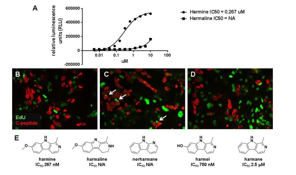 Supplementary Figure 8. Comparison of harmine and harmaline in DYRK1A inhibition and betacell proliferation. (A) DYRK1A activity at the indicated concentration of either compound.