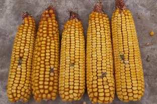 MKK maize resistance test against four toxigenic ear rot pathogens, severity, R MS Resistance types at toothpick method : R= resistant MS =medium susceptible 3 MKK MKK13 MKK7 MKK MKK1 MKK19 MKK3 MKK3