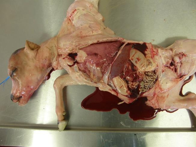 Post Mortem Approach to the Liver Gross Examination Figure 1 Figure 2 Examine the liver in situ after opening the abdominal cavity examine the liver in context with other changes in the