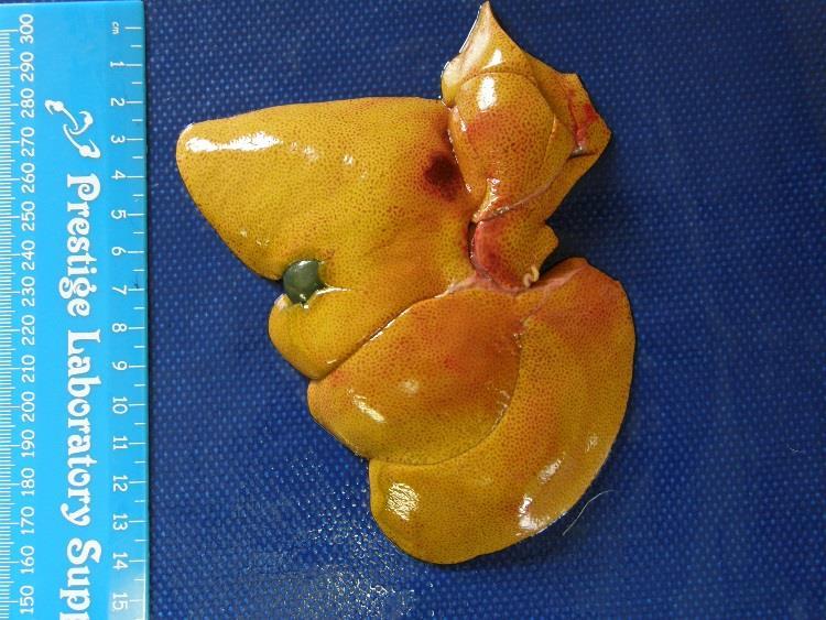 disease, lung diseases, heart abnormalities and caudal vena caval obstruction (thrombosis, neoplasia). This lesion can be seen in animals of all ages including the fetus.