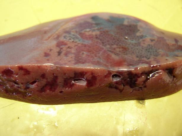 Dormant clostridia within the liver undergo proliferation in areas of hepatic necrosis which provide the required anaerobic environment.
