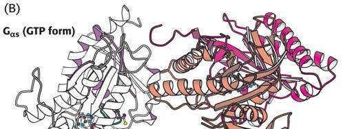 receptor initiates a signaltransduction pathway