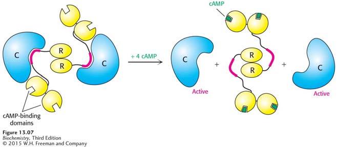 Cyclic AMP activates protein kinase A. Protein kinase A consists of two pairs of subunits: 2 catalytic (C) subunits and 2 regulatory (R) subunits.