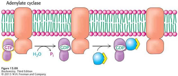The ways by which the epinephrine imitated pathway is shut down 1. G α has inherent GTPase activity that cleaves the bound GTP to GDP.