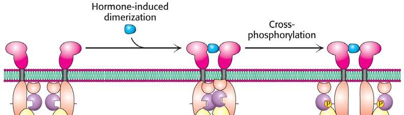 Dimerization of the extracellular domains of the receptor brings together the intracellular
