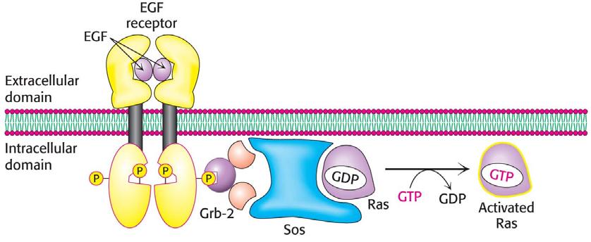 Some growth factors and hormone receptors, such as the epidermal growth factor and insulin, bind to receptors that are tyrosine kinases, called receptor tyrosine kinases (RTK).
