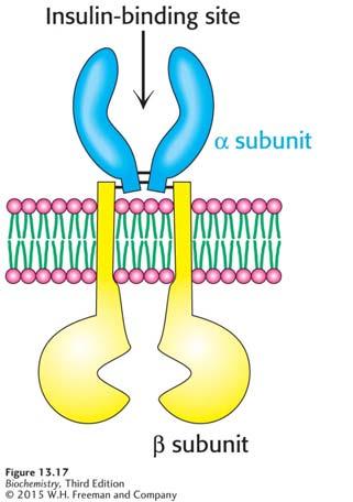 Notice that insulin consists of two chains (shown in blue and yellow) linked by two interchain disulfide bonds. The chain (blue) also has an intrachain disulfide bond.