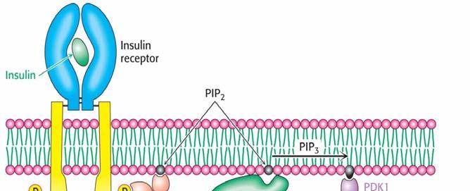 Insulin Signaling Pathway The action of a lipid kinase in insulin signaling