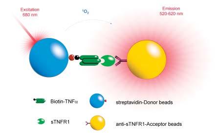 2 TNFα Binding Assay Principle AlphaScreen is a bead based nonradioactive Amplified Luminescent Proximity Homogenous Assay.