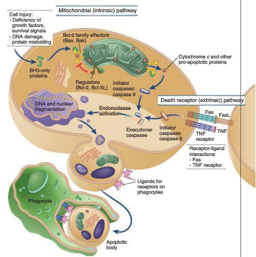 The mitochondrial (or intrinsic) pathway is regulated by the Bcl-2 family of proteins, named after the founding member, Bcl-2, which was discovered as an oncogene in a B cell lymphoma and shown to
