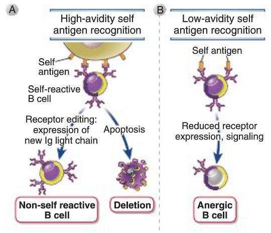 Self antigens have several properties that make them tolerogenic. These antigens are expressed in generative lymphoid organs, where they are recognized by immature lymphocytes.