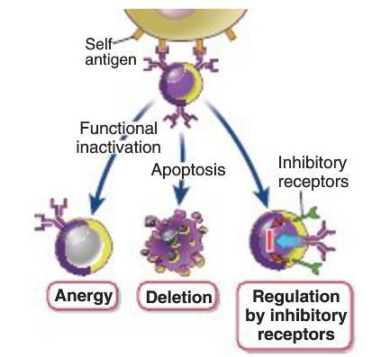 Receptor editing. If immature B cells recognize self antigens that are present at high concentration in the bone marrow, and especially if the antigen is displayed in multivalent form (e.g., on cell surfaces), many antigen receptors on each B cell are cross-linked, thus delivering strong signals to the cells.