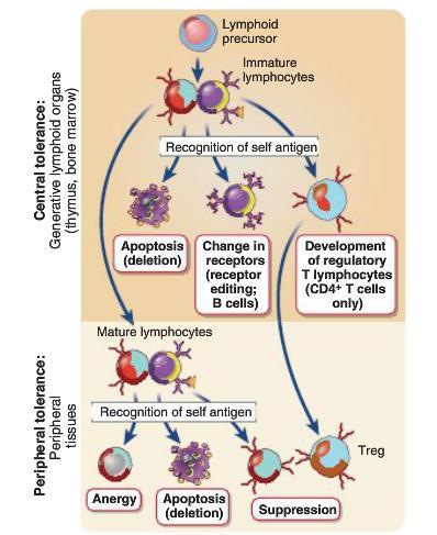 Tolerance is antigen specific, resulting from the recognition of antigens by individual clones of lymphocytes.