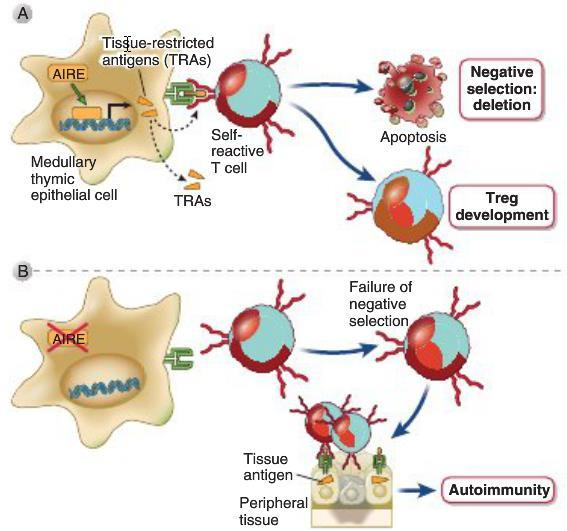 questions that are relevant to negative selection are: which self antigens are present in the thymus and how are immature T cells that recognize these antigens deleted?