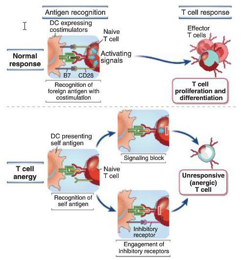 These mechanisms may be responsible for T cell tolerance to tissue-specific self antigens, especially those that are not abundant in the thymus.