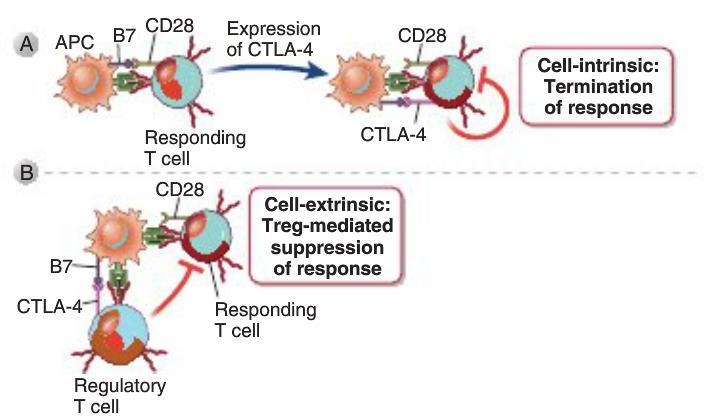 TCR-induced signal transduction is blocked in anergic cells. The mechanisms of this signaling block are not fully known.