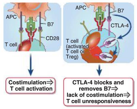 CTLA-4 functions as a competitive inhibitor of CD28 and reduces the availability of B7 for the CD28 receptor (Fig. 15.7). FIGURE 15.7 Mechanisms of action of CTLA-4.