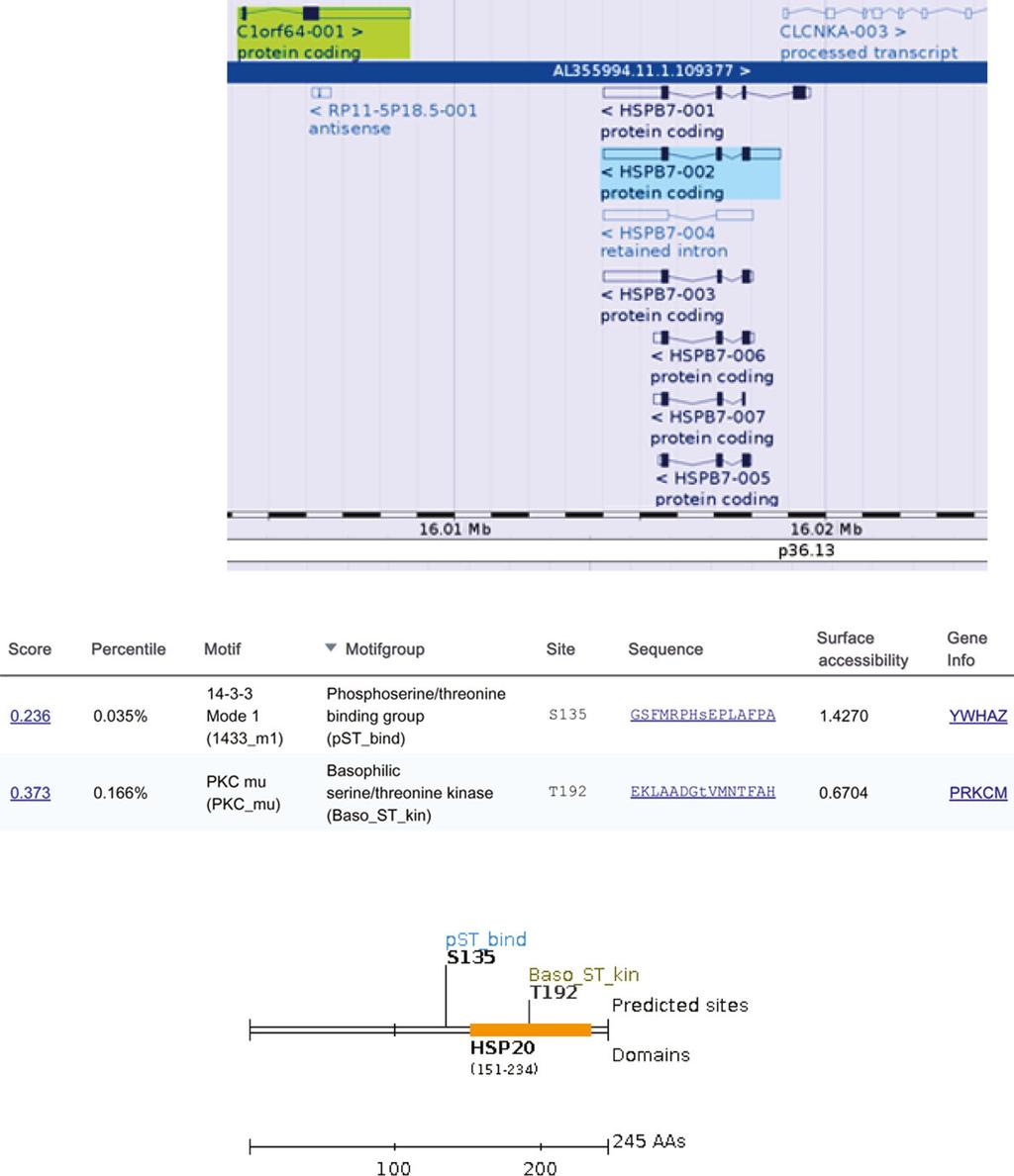 SRARP and HSPB7 are tumor suppressors A. Naderi A Convergent (3 3 ) sense-antisense gene pair Gene Contigs Gene Regions Chromosome 1 bands B HSPB7 predicted motifs C HSPB7 protein Fig. 2.