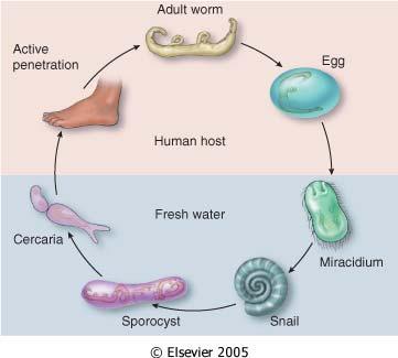 Schistosome