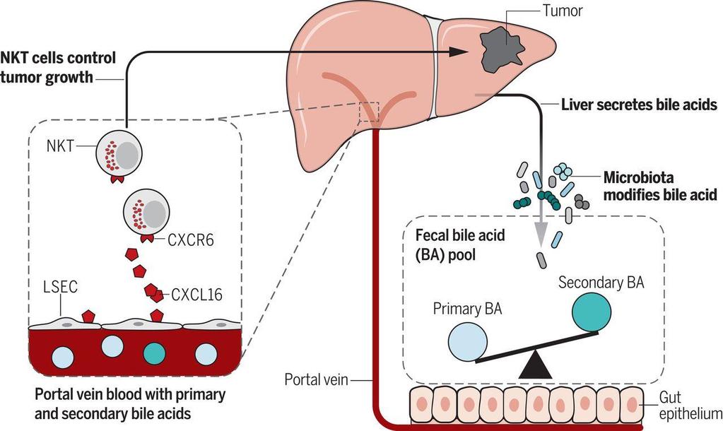 Gut Microbiome Modulates Liver Cancer through Bile acid