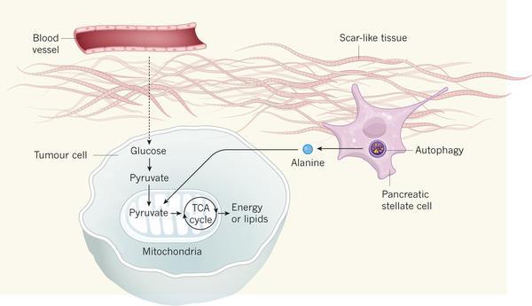 Pancreatic Stellate Cells feed a Tumor through Autophagy-Regulated Alanine