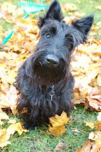 Scottish Terriers may be affected by Type 3 vwd.