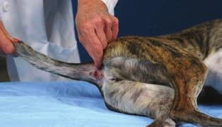 Percussing the cranial tibial muscle directly and observing a brief flexion of the hock indicates a normal
