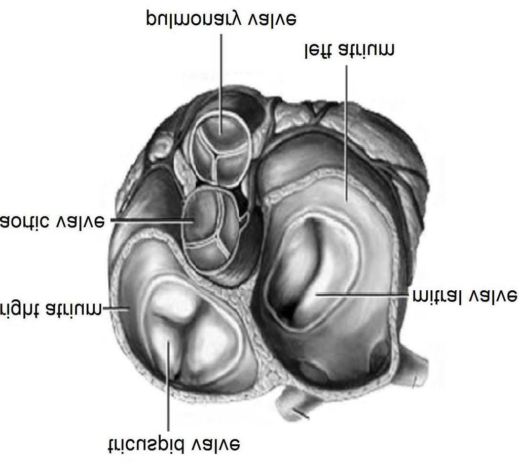 cycle Aortic valve: located between left ventricle and ascending aorta, allowing blood flow from left ventricle to
