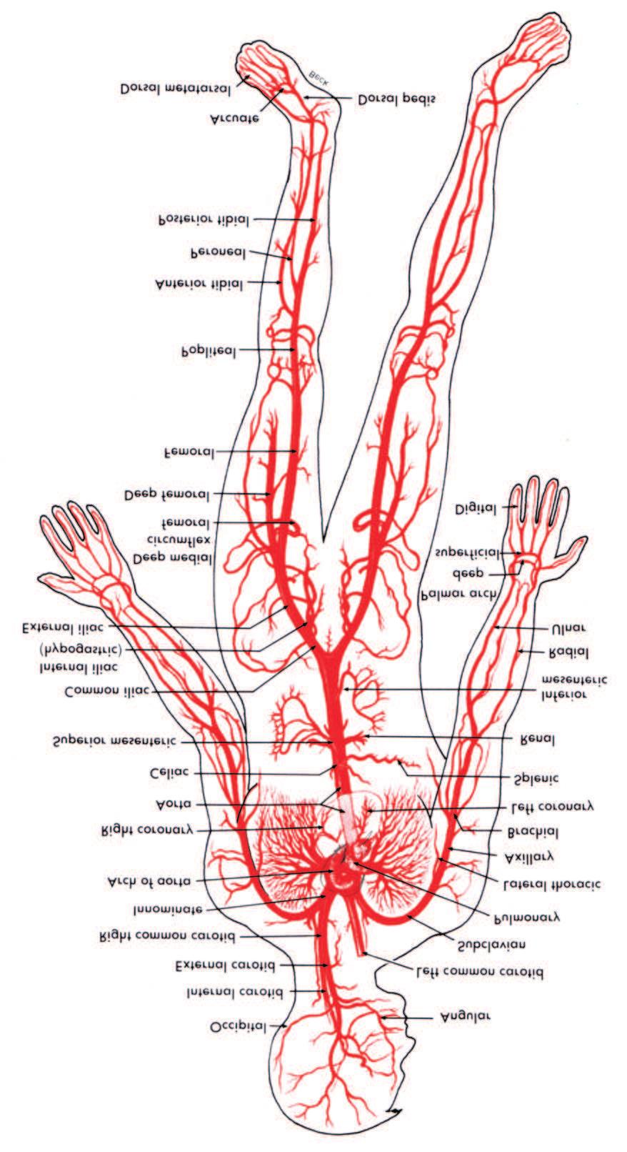 Arteries I Arterial system consists of a branching network of elastic conduits and high resistance terminals Arteries subdivided into elastic and muscolar Elastic arteries: closer to heart with large